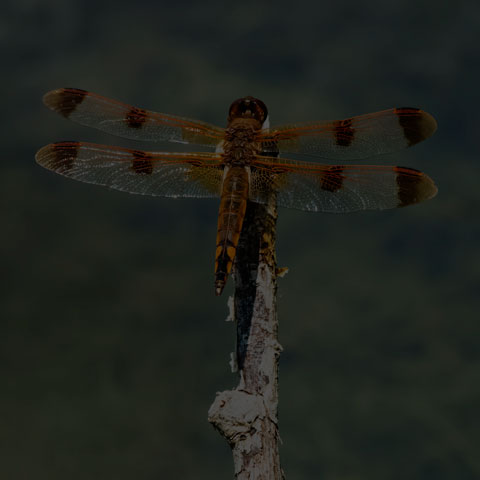 Painted Skimmer