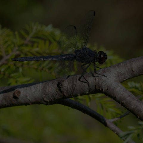 Slaty Skimmer