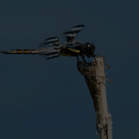 Twelve-spotted Skimmer