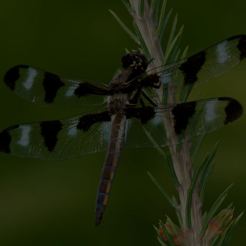Twelve-spotted Skimmer