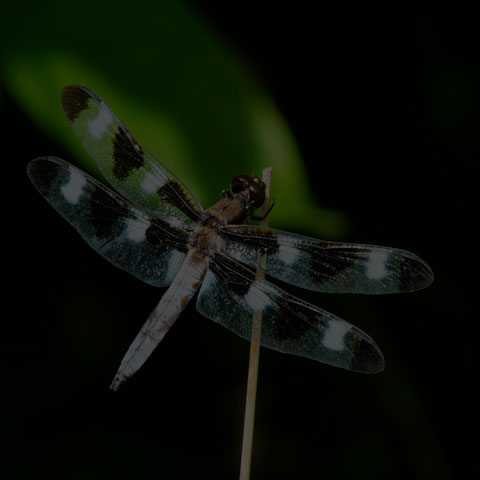Twelve-spotted Skimmer