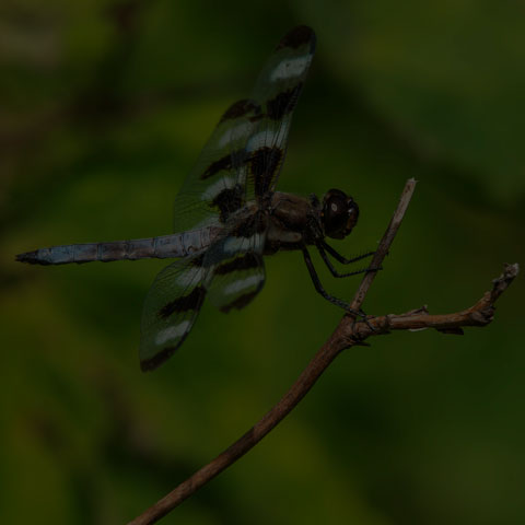 Twelve-spotted Skimmer