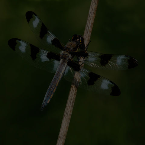 Twelve-spotted Skimmer