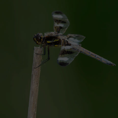 Twelve-spotted Skimmer