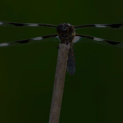 Twelve-spotted Skimmer