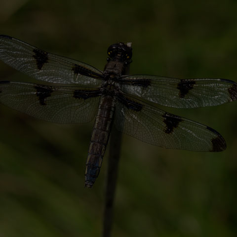 Twelve-spotted Skimmer