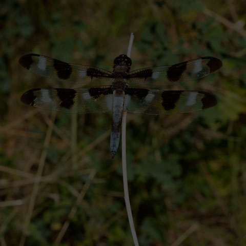 Twelve-spotted Skimmer