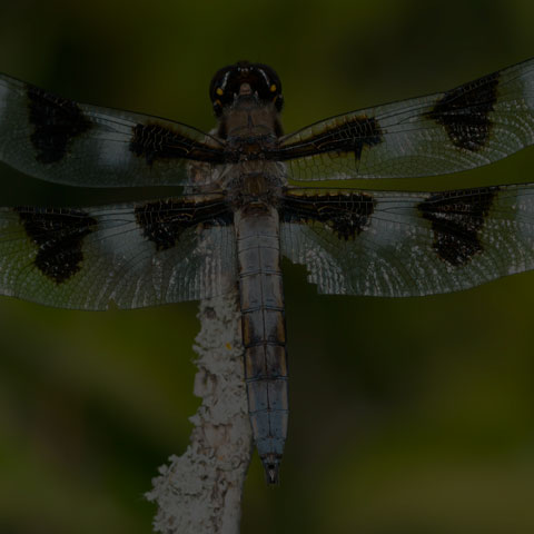 Twelve-spotted Skimmer