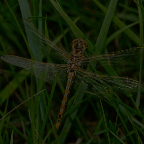 Variegated Meadowhawk