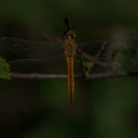 Wandering Glider