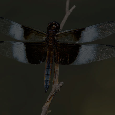Widow Skimmer
