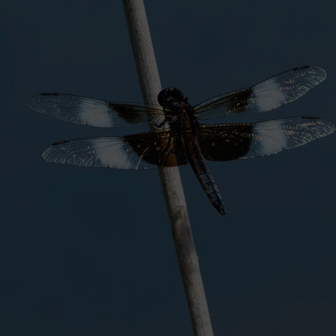 Widow Skimmer
