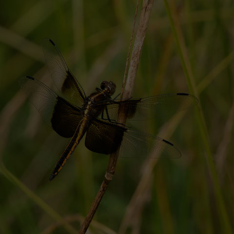 Widow Skimmer