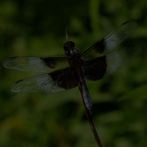 Widow Skimmer