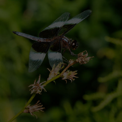 Widow Skimmer