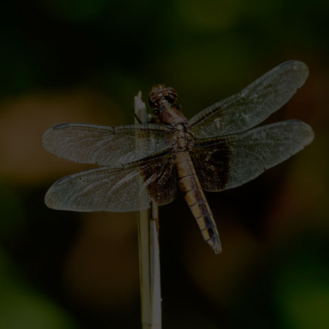 Widow Skimmer