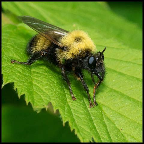 Bumble Bee Mimic Robber Fly
