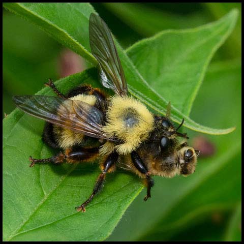 Bumble Bee Mimic Robber Fly