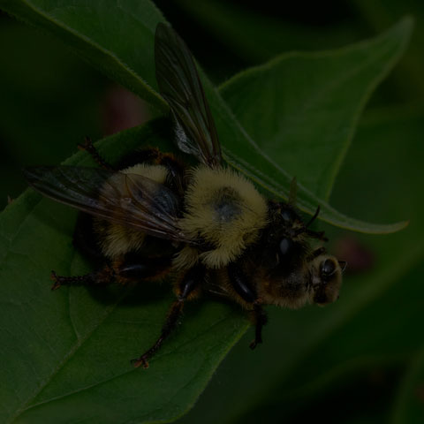 Bumble Bee Mimic Robber Fly