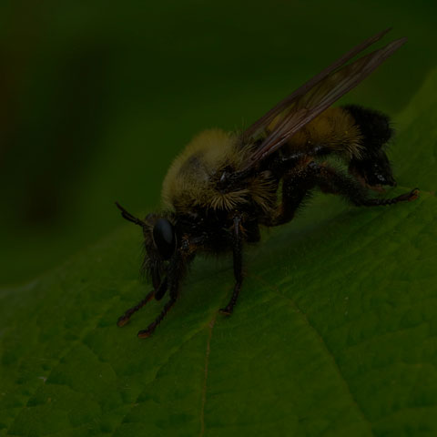 Bumble Bee Mimic Robber Fly