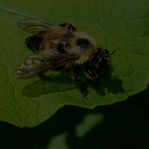 Bumble Bee Mimic Robber Fly