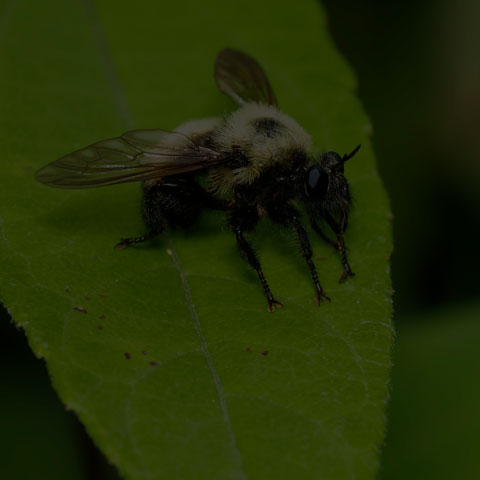 Bumble Bee Mimic Robber Fly