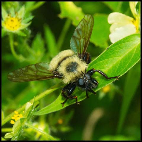 Bumble Bee Mimic Robber Fly