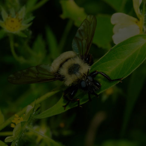 Bumble Bee Mimic Robber Fly
