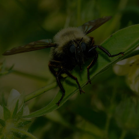 Bumble Bee Mimic Robber Fly