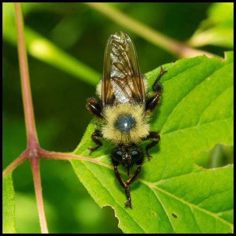 Bumble Bee Mimic Robber Fly
