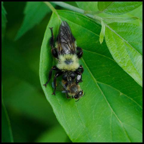 Bumble Bee Mimic Robber Fly