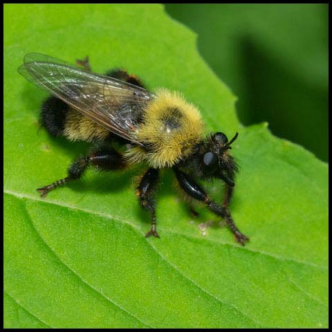 Bumble Bee Mimic Robber Fly