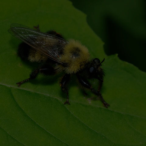 Bumble Bee Mimic Robber Fly