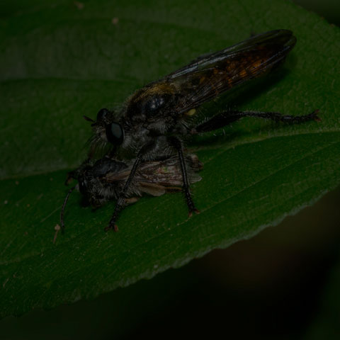 Index Robber Fly