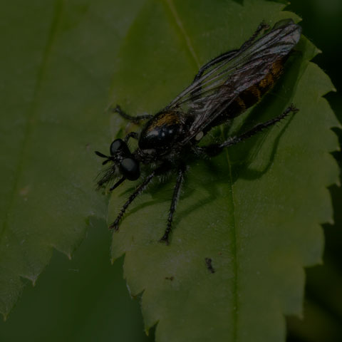Index Robber Fly