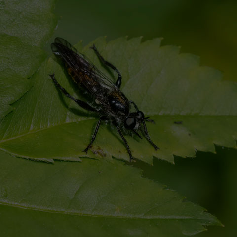 Index Robber Fly