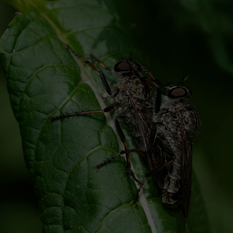 Sadyates Robber Fly
