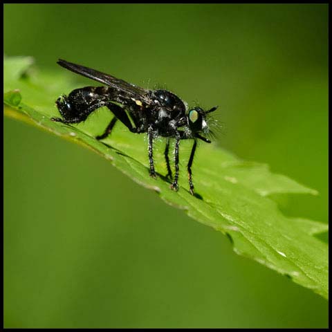 Small Black Robber Fly