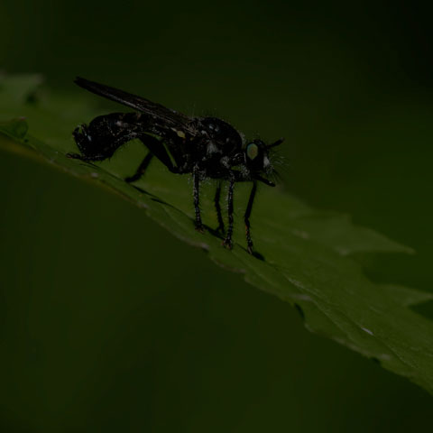 Small Black Robber Fly