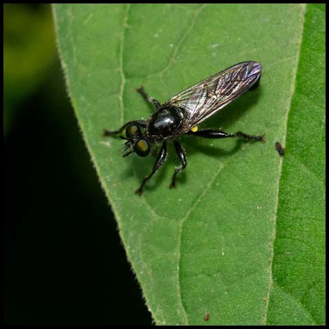 Small Black Robber Fly