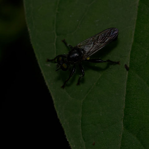 Small Black Robber Fly