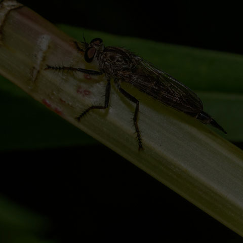 Spine-tailed Robber Fly