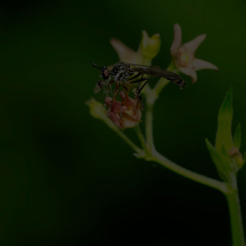 Stripe-legged Robber Fly