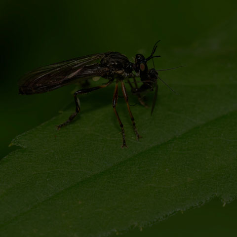 Stripe-legged Robber Fly