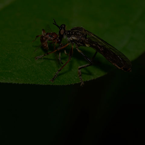 Stripe-legged Robber Fly