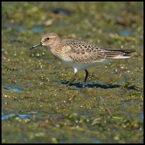 Baird's Sandpiper