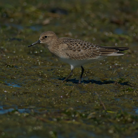 Baird's Sandpiper