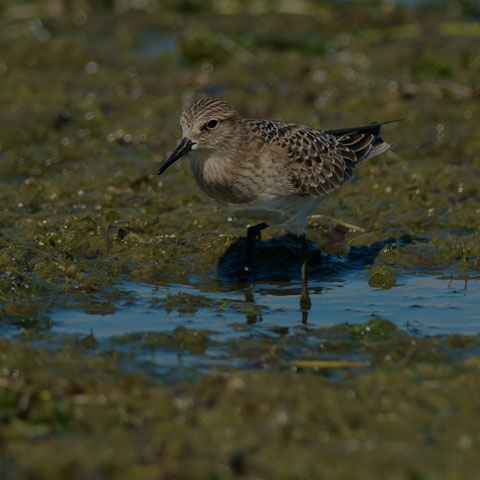 Baird's Sandpiper