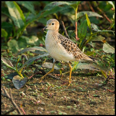 Buff-breasted Sandpiper