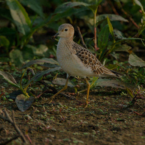 Buff-breasted Sandpiper